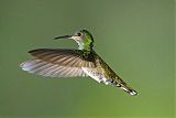 White-necked Jacobinborder=