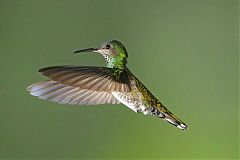 White-necked Jacobin