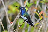 White-necked Jacobinborder=