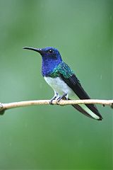 White-necked Jacobin