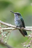 White-necked Jacobinborder=