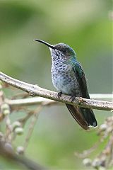 White-necked Jacobin