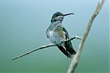 White-necked Jacobin