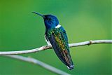 White-necked Jacobin