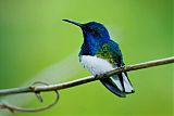 White-necked Jacobin