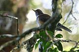 White-necked Thrush