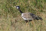 White-quilled Bustard