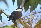 White-ruffed Manakin