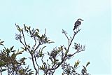 White-rumped Monjita