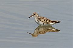 White-rumped Sandpiper