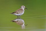 White-rumped Sandpiper