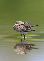 White-rumped Sandpiper