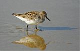 White-rumped Sandpiperborder=