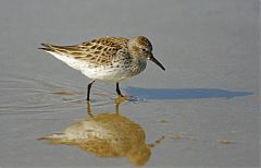 White-rumped Sandpiper