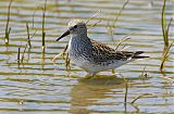 White-rumped Sandpiperborder=