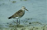 White-rumped Sandpiper