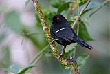 White-shouldered Fire-eye