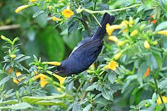 White-sided Flowerpiercer