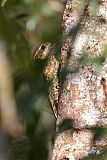 White-spotted Woodpecker