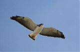 White-tailed Hawkborder=