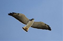 White-tailed Hawk