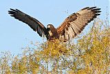 White-tailed Hawk