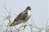 White-tailed Hawkborder=