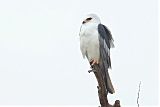 White-tailed Kite