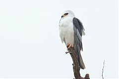 White-tailed Kite