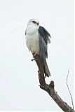 White-tailed Kite