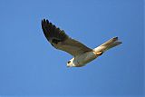 White-tailed Kite