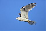 White-tailed Kite