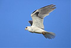 White-tailed Kite