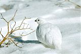 White-tailed Ptarmiganborder=