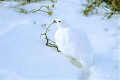 White-tailed Ptarmigan