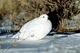 White-tailed Ptarmigan