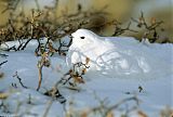 White-tailed Ptarmiganborder=