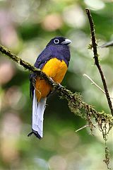 White-tailed Trogon