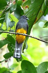 White-tailed Trogon