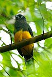 Green-backed Trogon