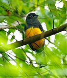 Green-backed Trogon