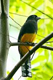 Green-backed Trogon