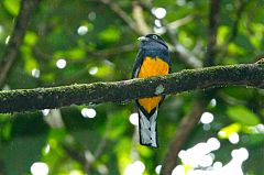 Green-backed Trogon