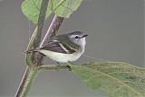 White-tailed Tyrannulet