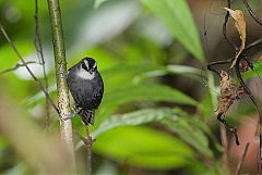 White-throated Antbird