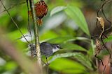 White-throated Antbird