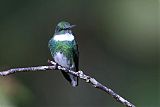 White-throated Hummingbird