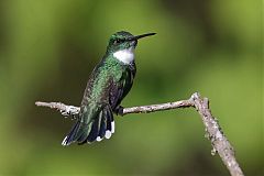 White-throated Hummingbird