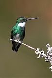 White-throated Hummingbird