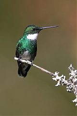 White-throated Hummingbird